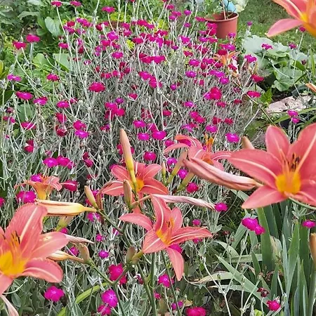 Les Lilas Holiday home
